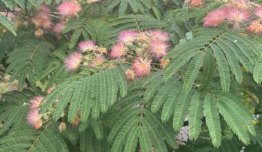 Blüte am Schlafbaum (Albizia julibrissin var Rosea)