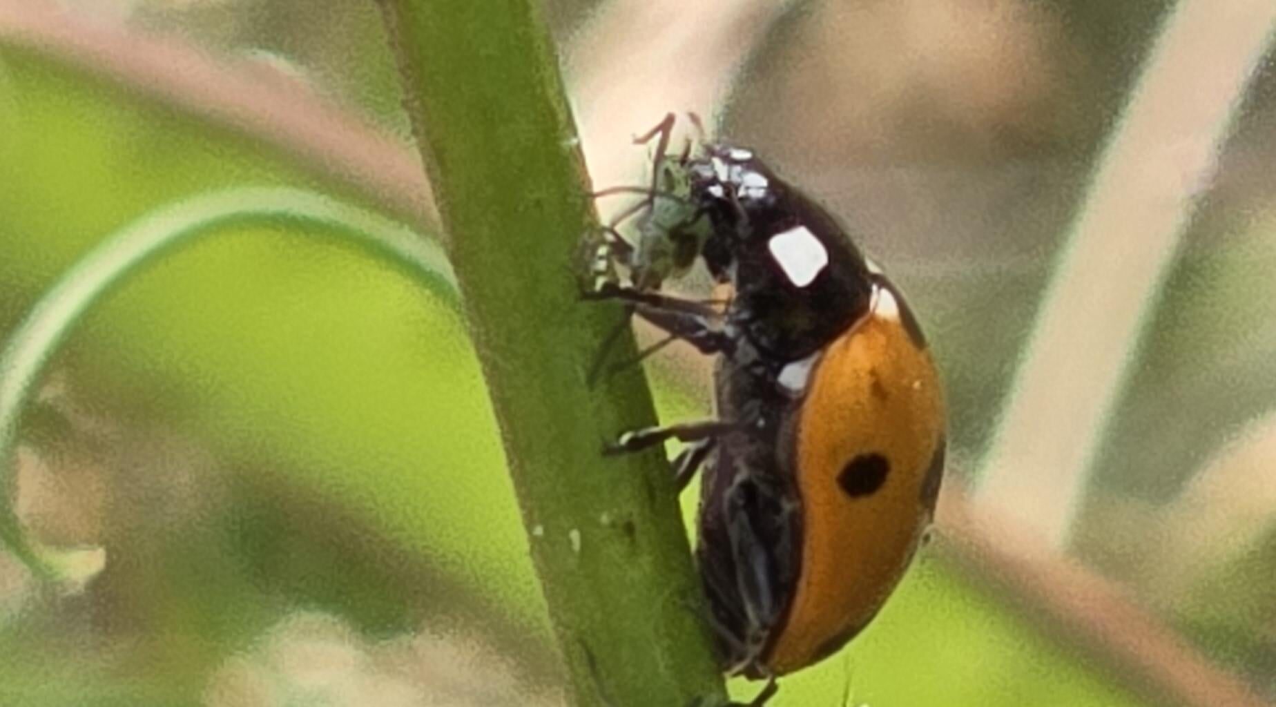 Marienkäfer bei der Arbeit