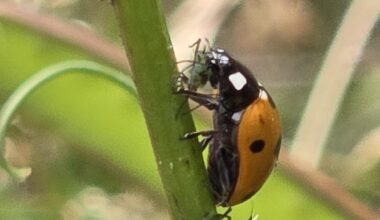 Marienkäfer bei der Arbeit