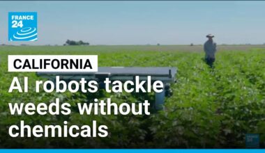 AI robots tackle weeds without chemicals • FRANCE 24 English