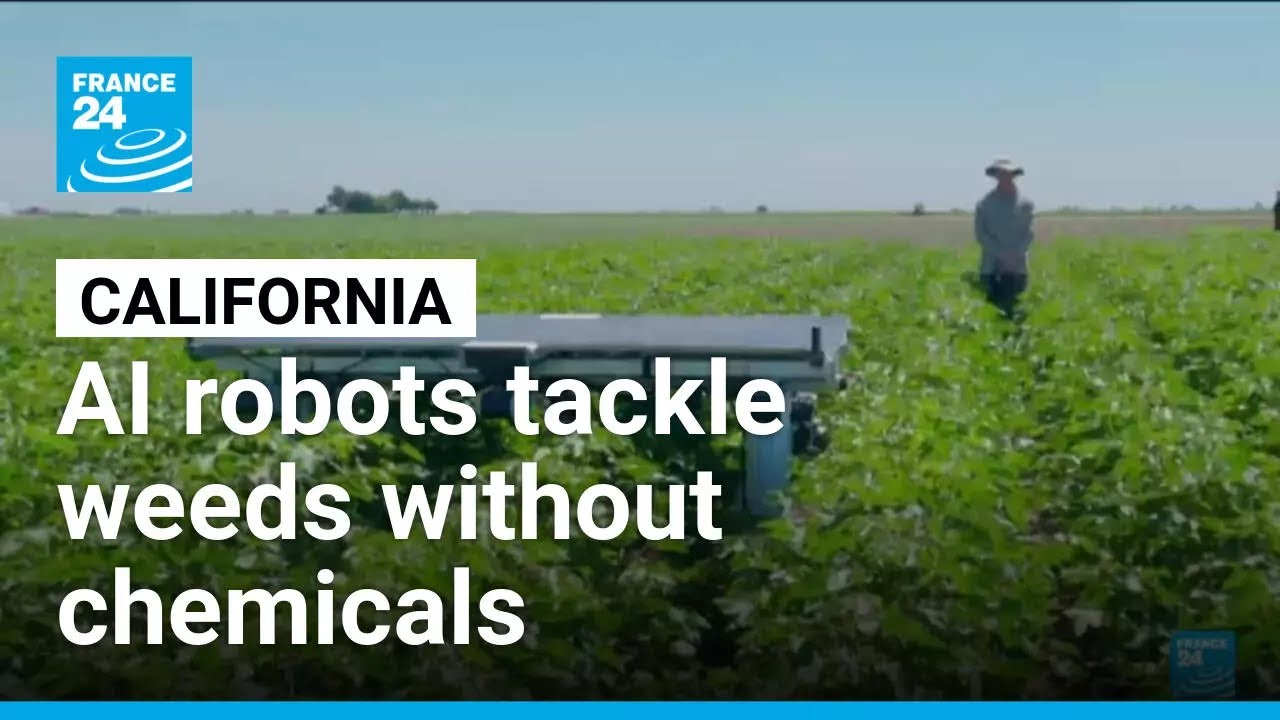 AI robots tackle weeds without chemicals • FRANCE 24 English
