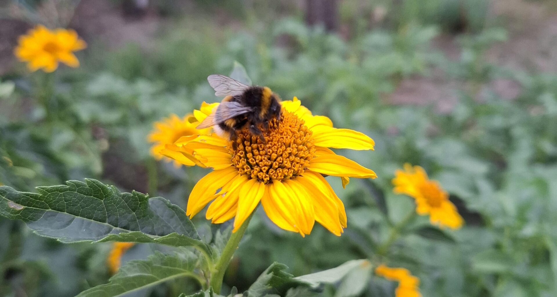 Im Garten