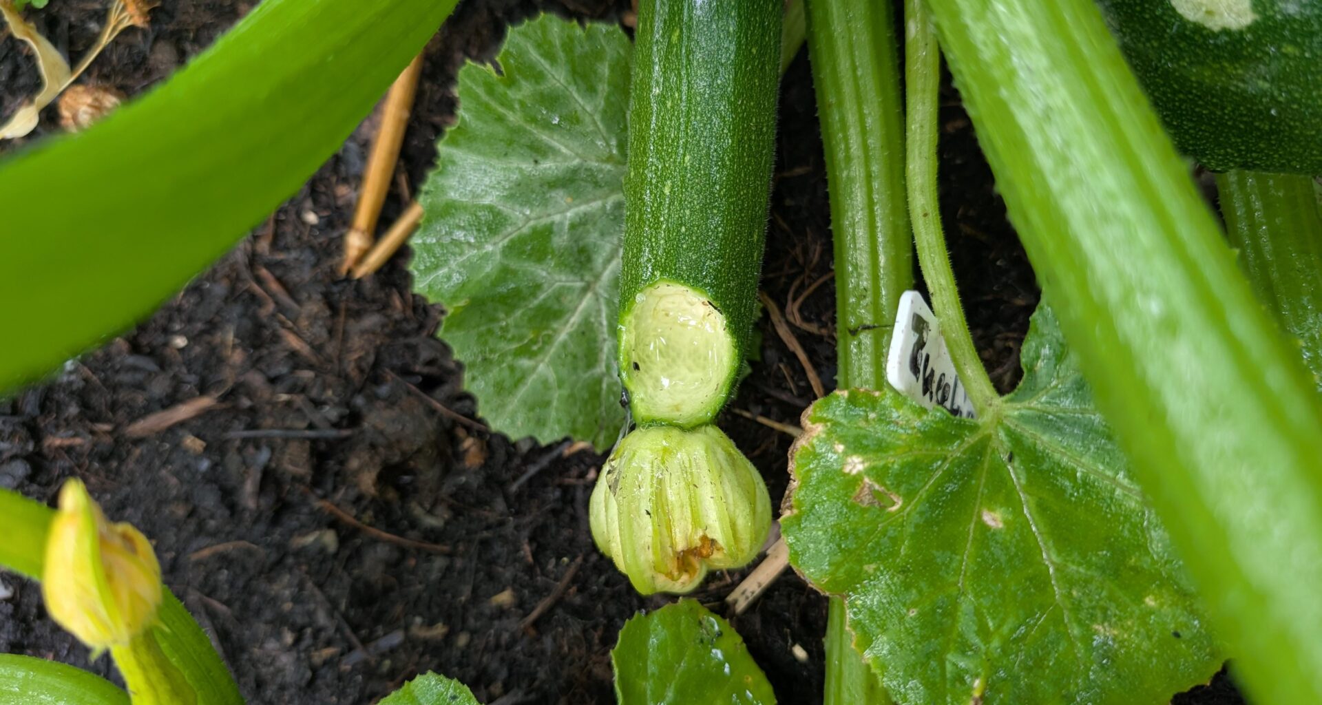 Wer oder was knabbert hier an meinen Zucchini?