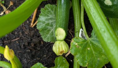 Wer oder was knabbert hier an meinen Zucchini?