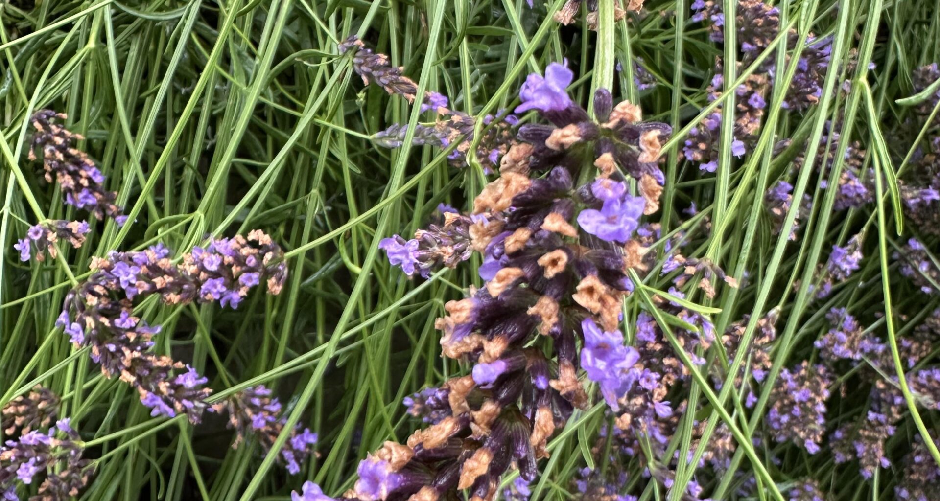 Was hat mein Lavendel?