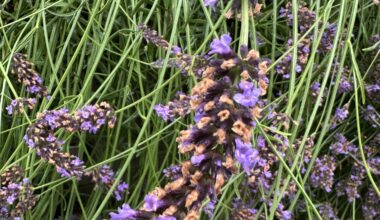 Was hat mein Lavendel?