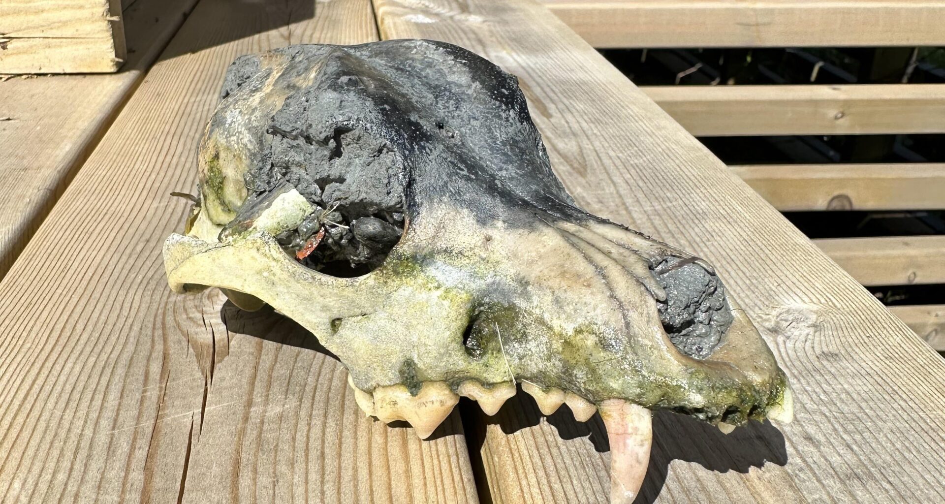 What kind of skull is this?  (Steinkjer)