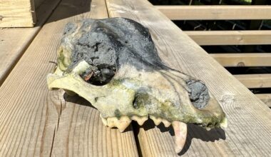 What kind of skull is this?  (Steinkjer)