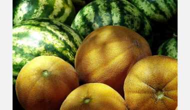 Melon season in Moldova starts with lowest prices in three years