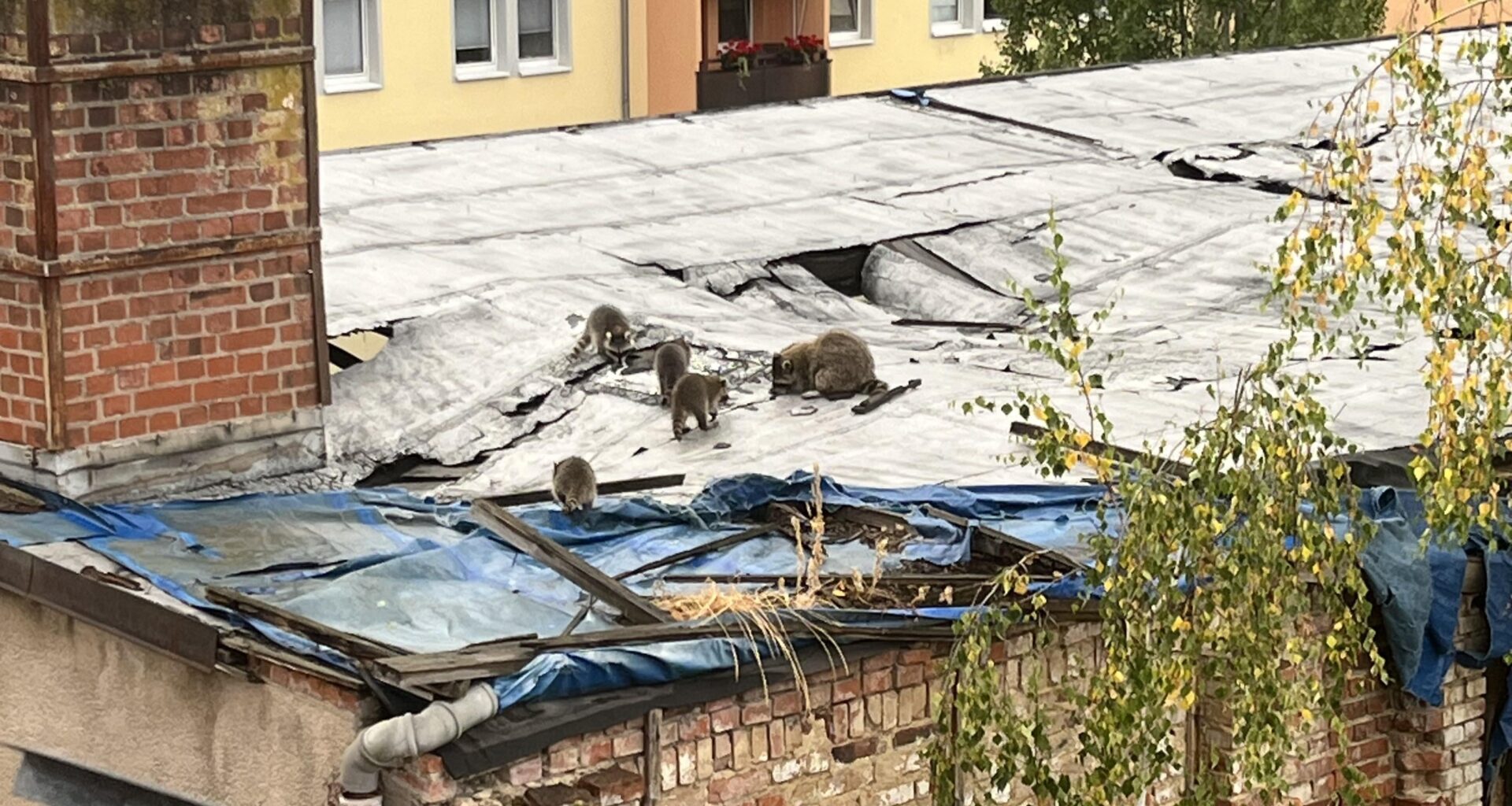 Raccoons
