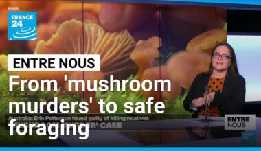 From 'mushroom murders' to safe foraging: The risks and rewards of wild mushrooms • FRANCE 24