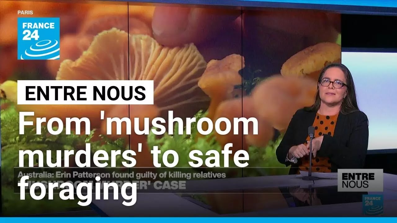 From 'mushroom murders' to safe foraging: The risks and rewards of wild mushrooms • FRANCE 24