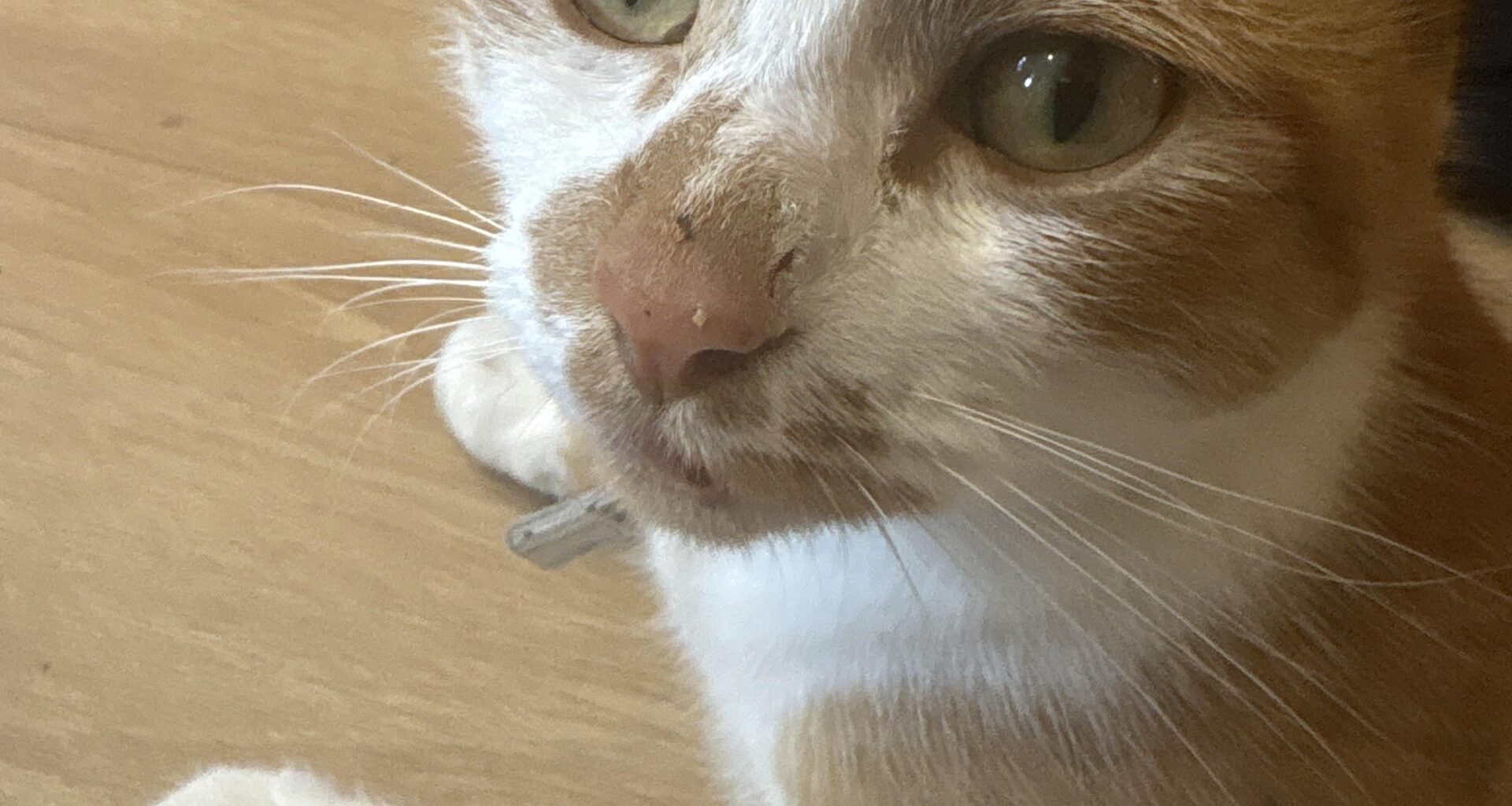Cat with problematic views update:  starting to wonder if i’ve failed as a cat owner tbh
