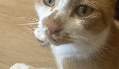 Cat with problematic views update:  starting to wonder if i’ve failed as a cat owner tbh
