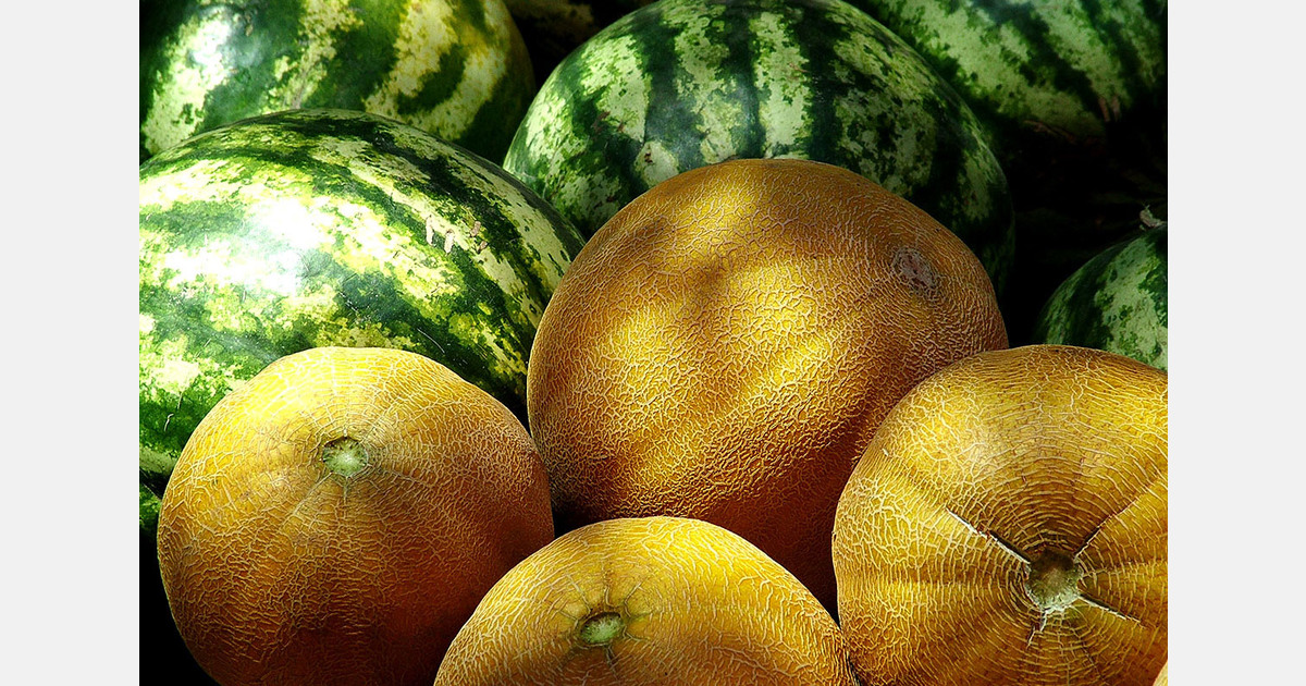 Melon season in Moldova starts with lowest prices in three years