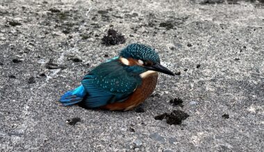 Birds