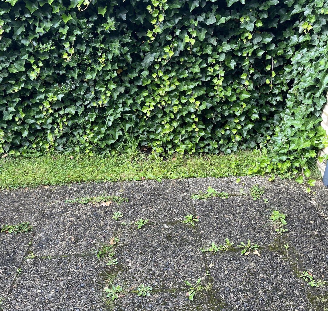 Wie am besten Auffahrt von Unkraut befreien?