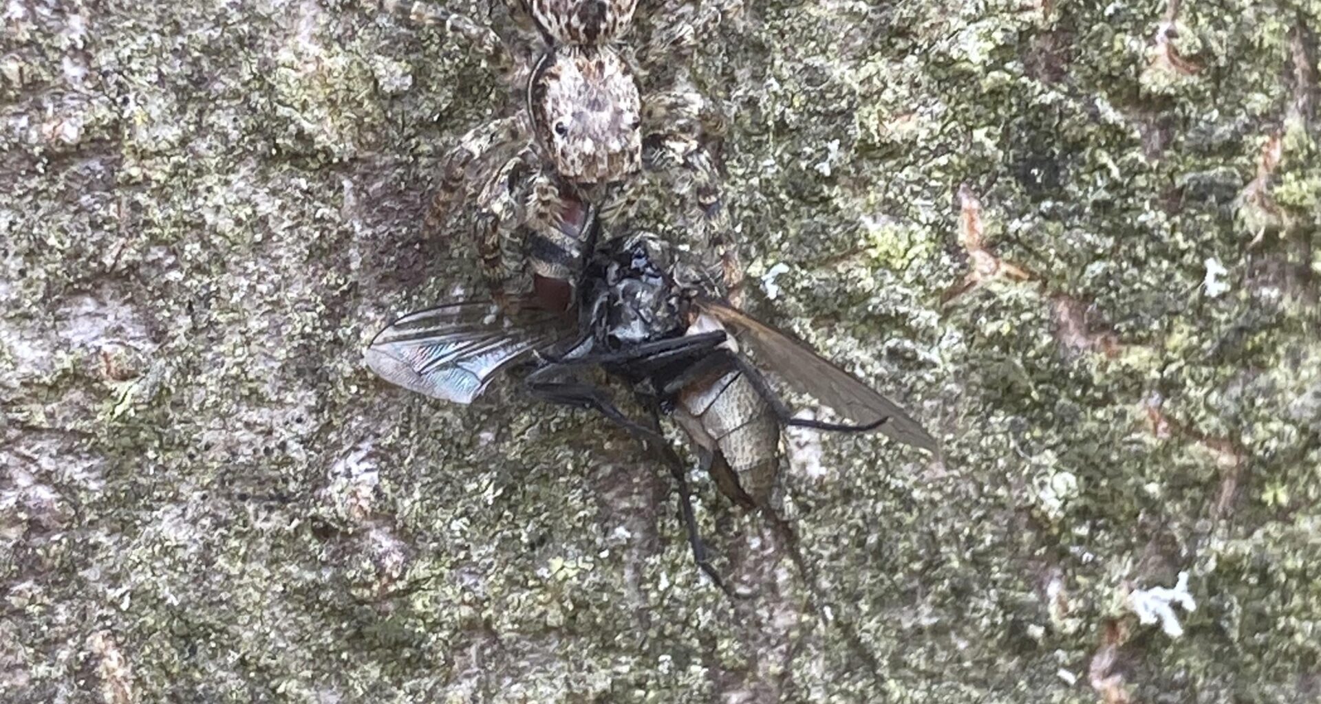 Springspinne beim Mittagstisch.