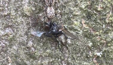 Springspinne beim Mittagstisch.