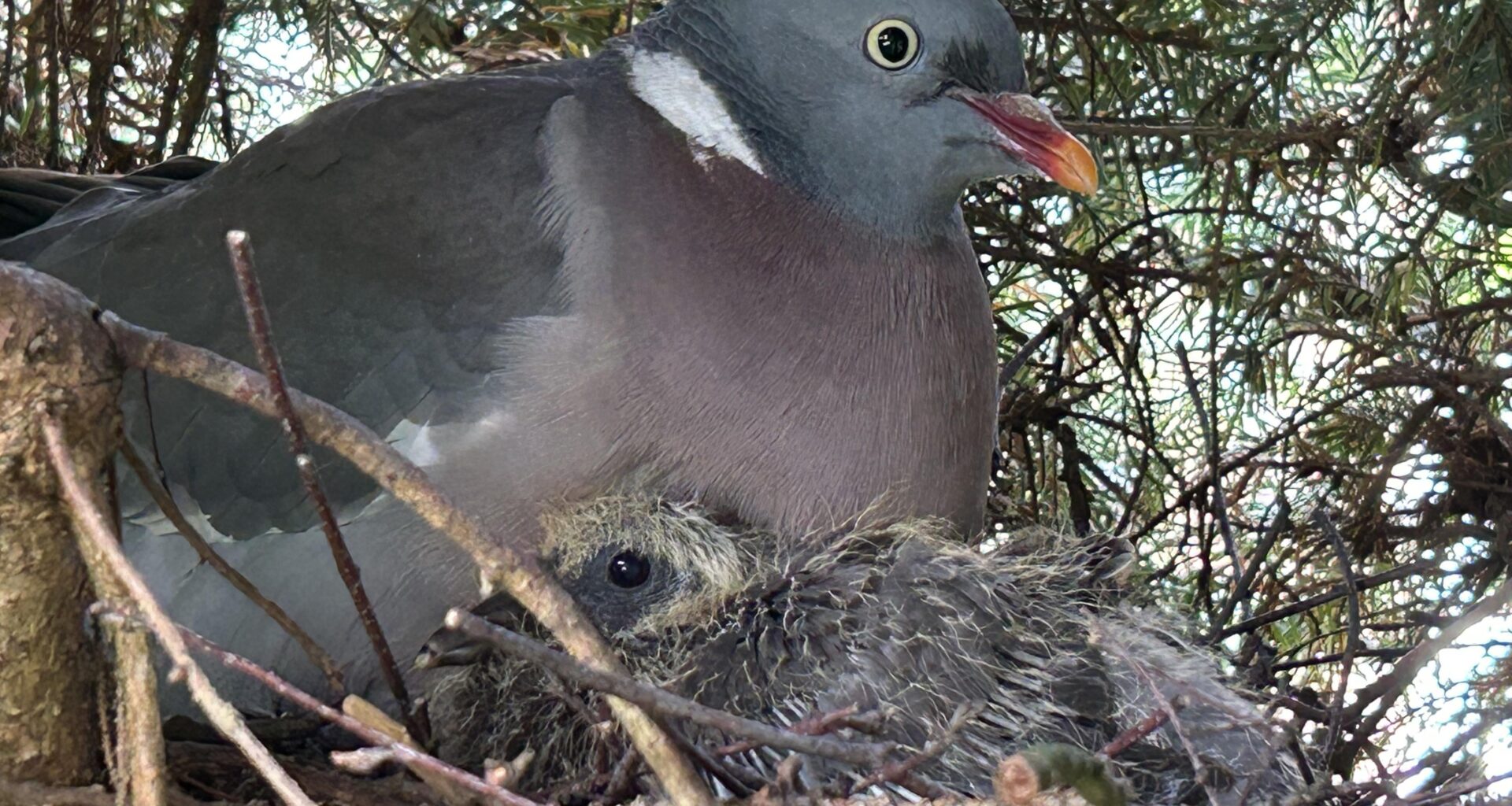 Mitbewohner mit Kulleraugen Update 2
