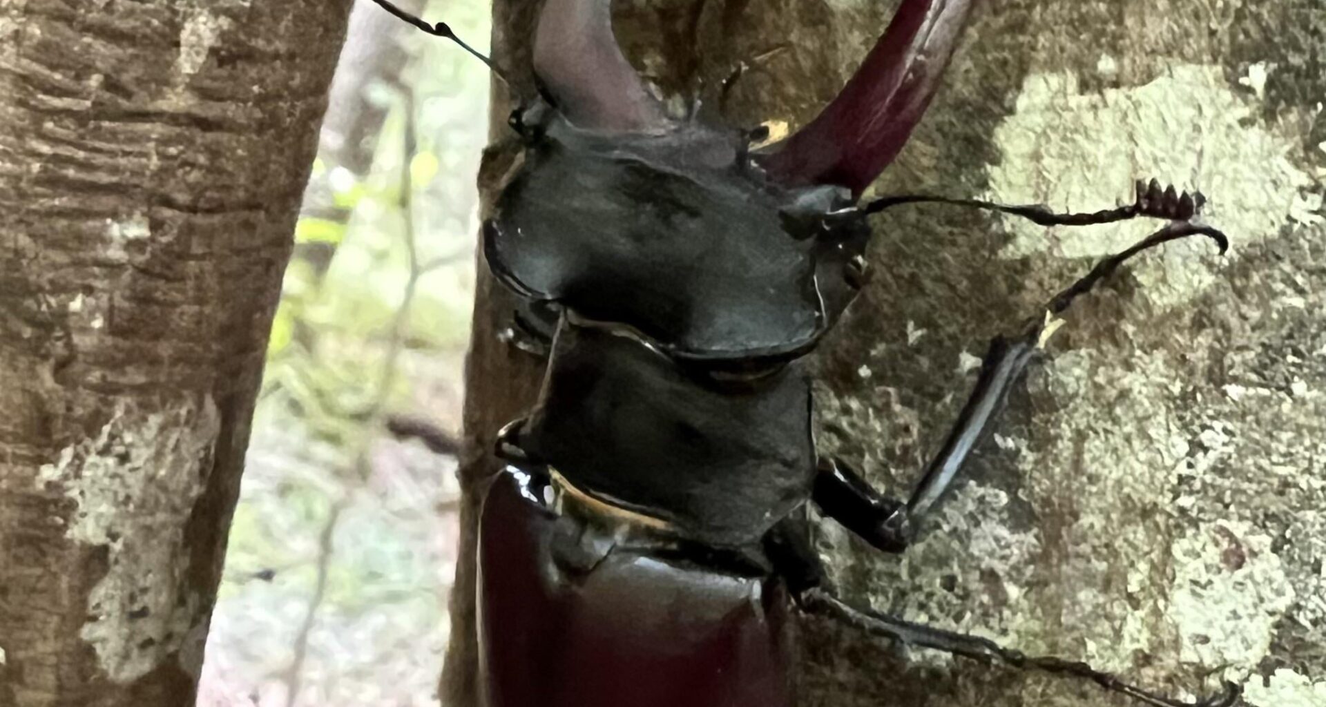 Riesiger Hirschkäfer