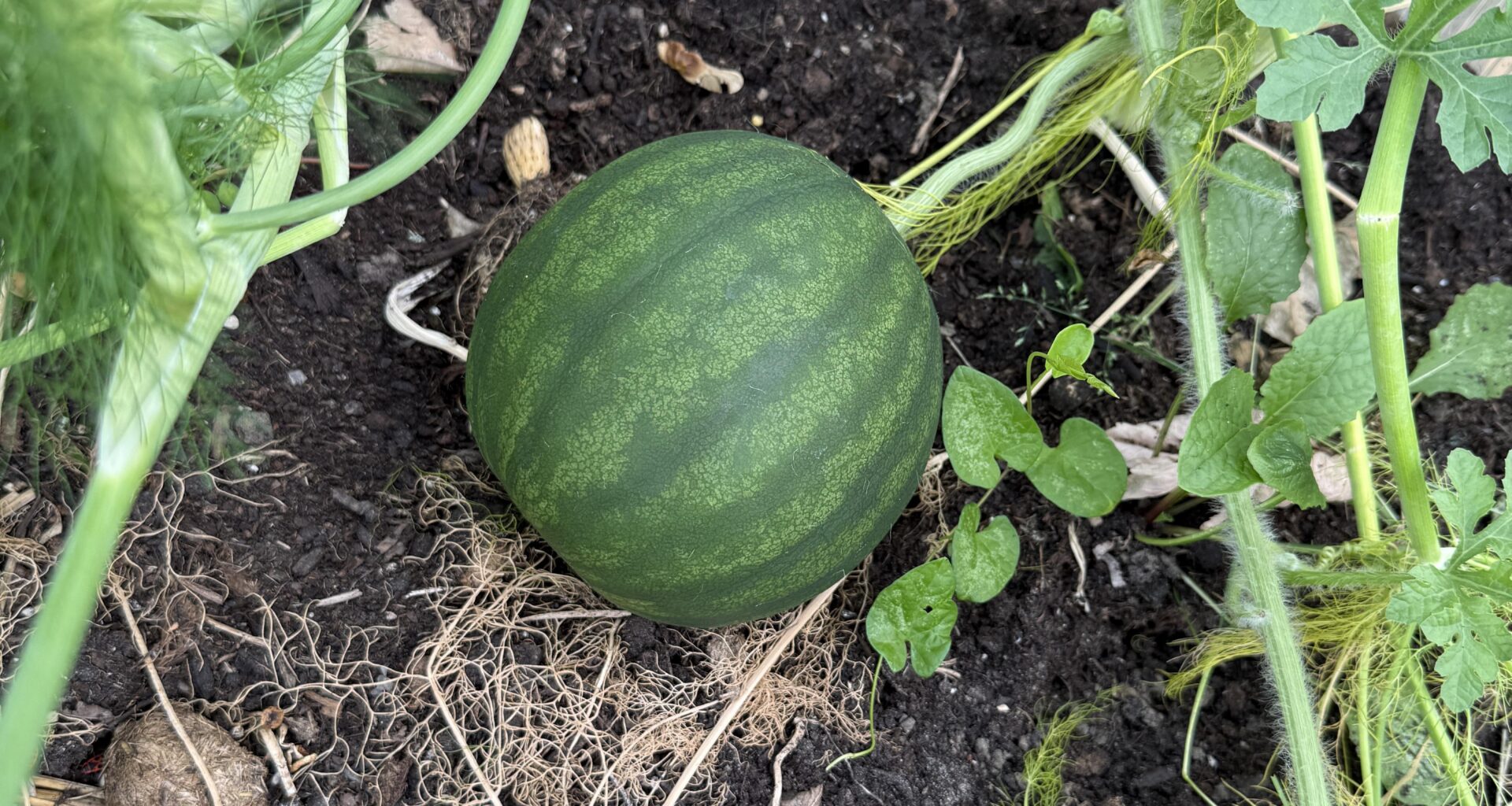 Update: Wassermelone 🍉 wächst Part 2