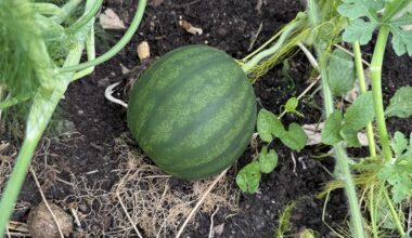 Update: Wassermelone 🍉 wächst Part 2