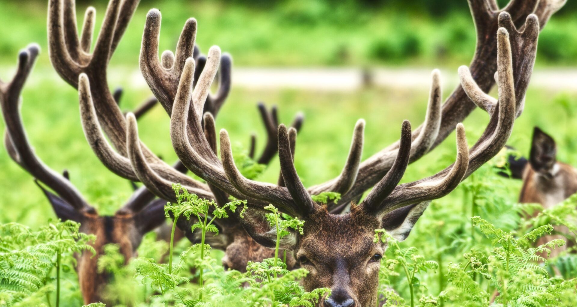 The Velvet Undergrowth