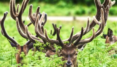 The Velvet Undergrowth