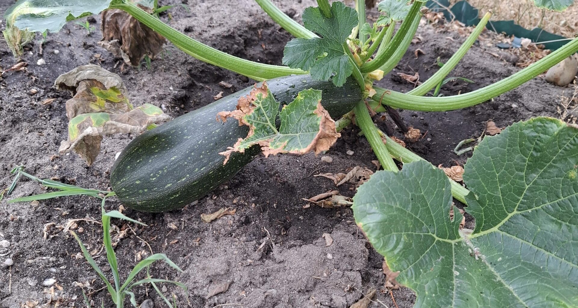 Dieses Jahr ist sie gut geworden die Zucchini