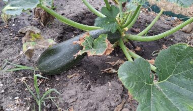 Dieses Jahr ist sie gut geworden die Zucchini