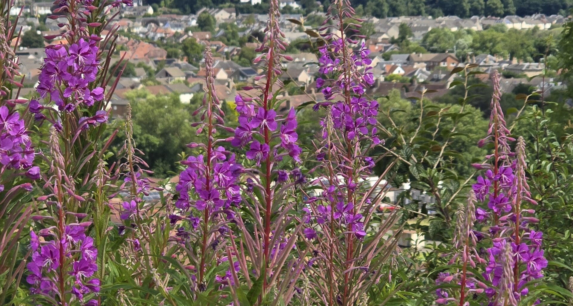 From Mote Hill overlooking Stirling towards the Wallace Monument