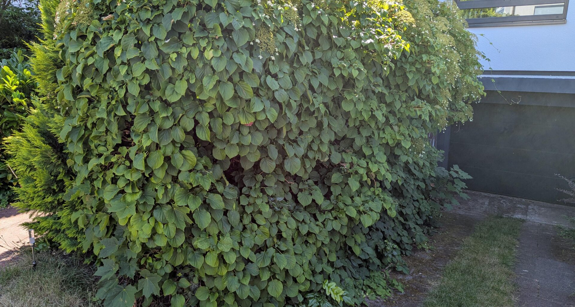 Wann Kletterhortensien-Hecke schneiden