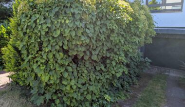 Wann Kletterhortensien-Hecke schneiden