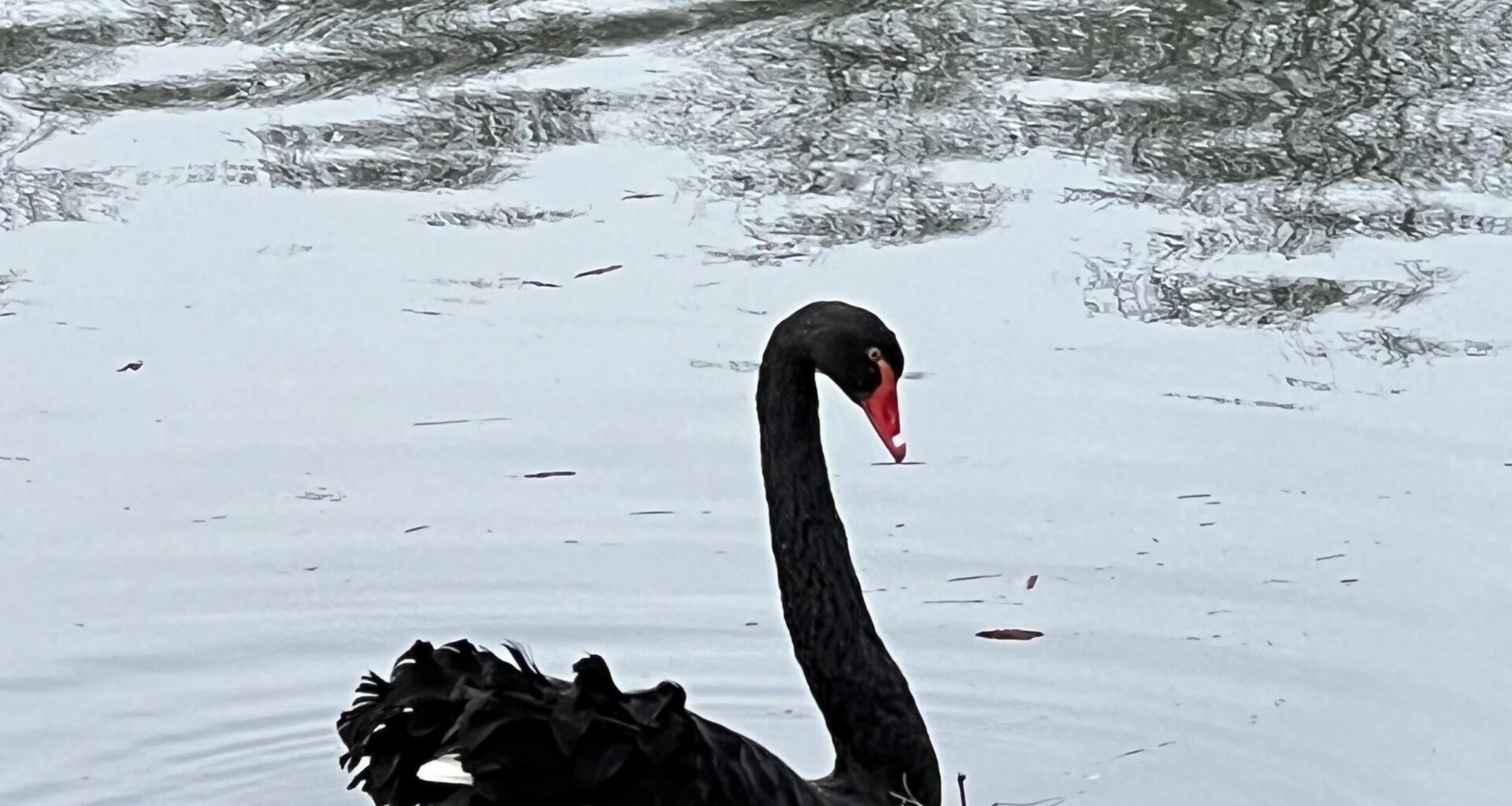 Schwarzer Schwan