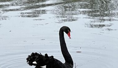 Schwarzer Schwan