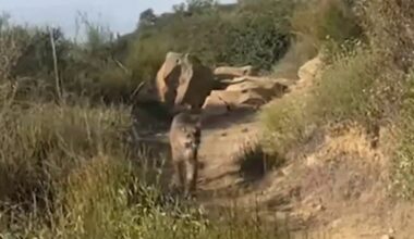 Video shows California hiker face-to-face with mountain lion