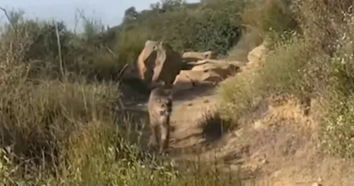 Video shows California hiker face-to-face with mountain lion