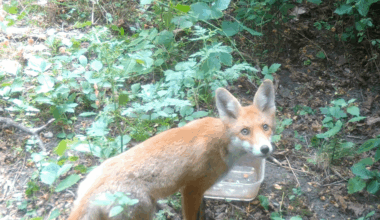 kleines Hübschi auf meiner Wildcam
