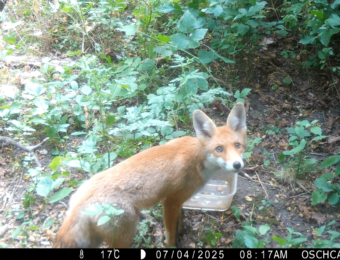 kleines Hübschi auf meiner Wildcam