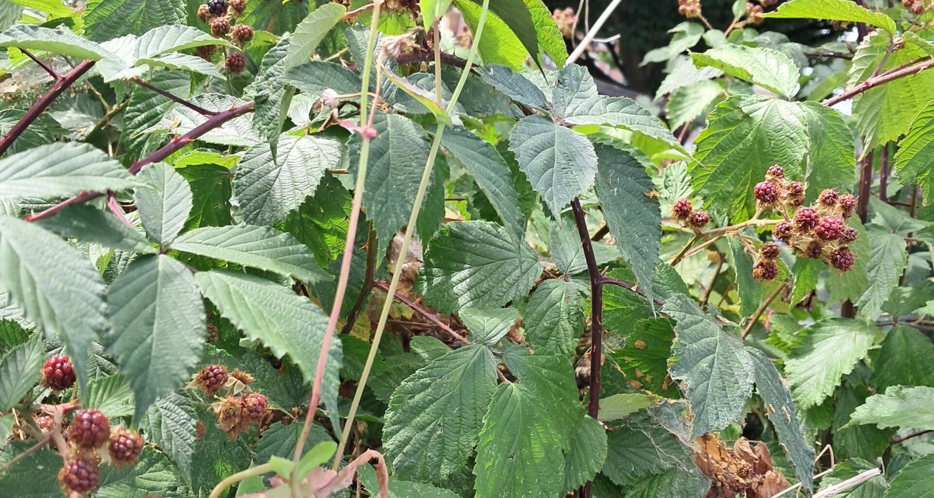 According to my guess, 2,789kg of unpicked blackberries will go to waste along the London underground lanes this year.