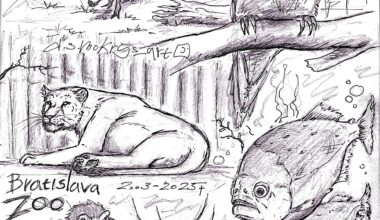 Another drawing i made at Bratislava ZOO