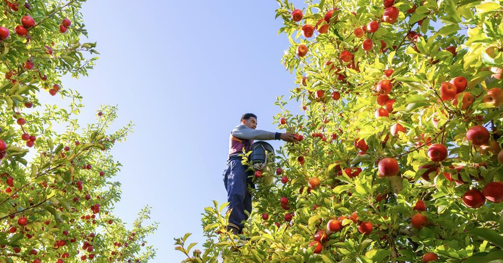 New Zealand sustainability report shows lower emissions than European equivalents across fruit, dairy, meat and wine categories