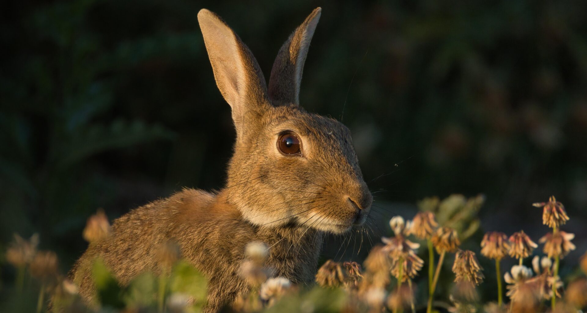 Hase oder Wildkaninchen?