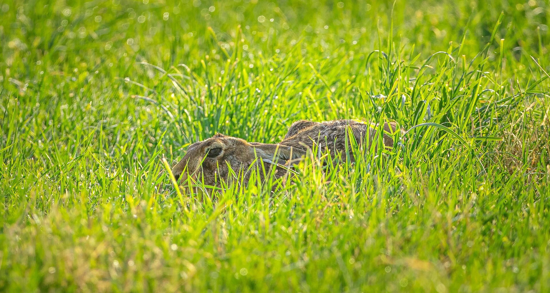 Verstecktes Häschen