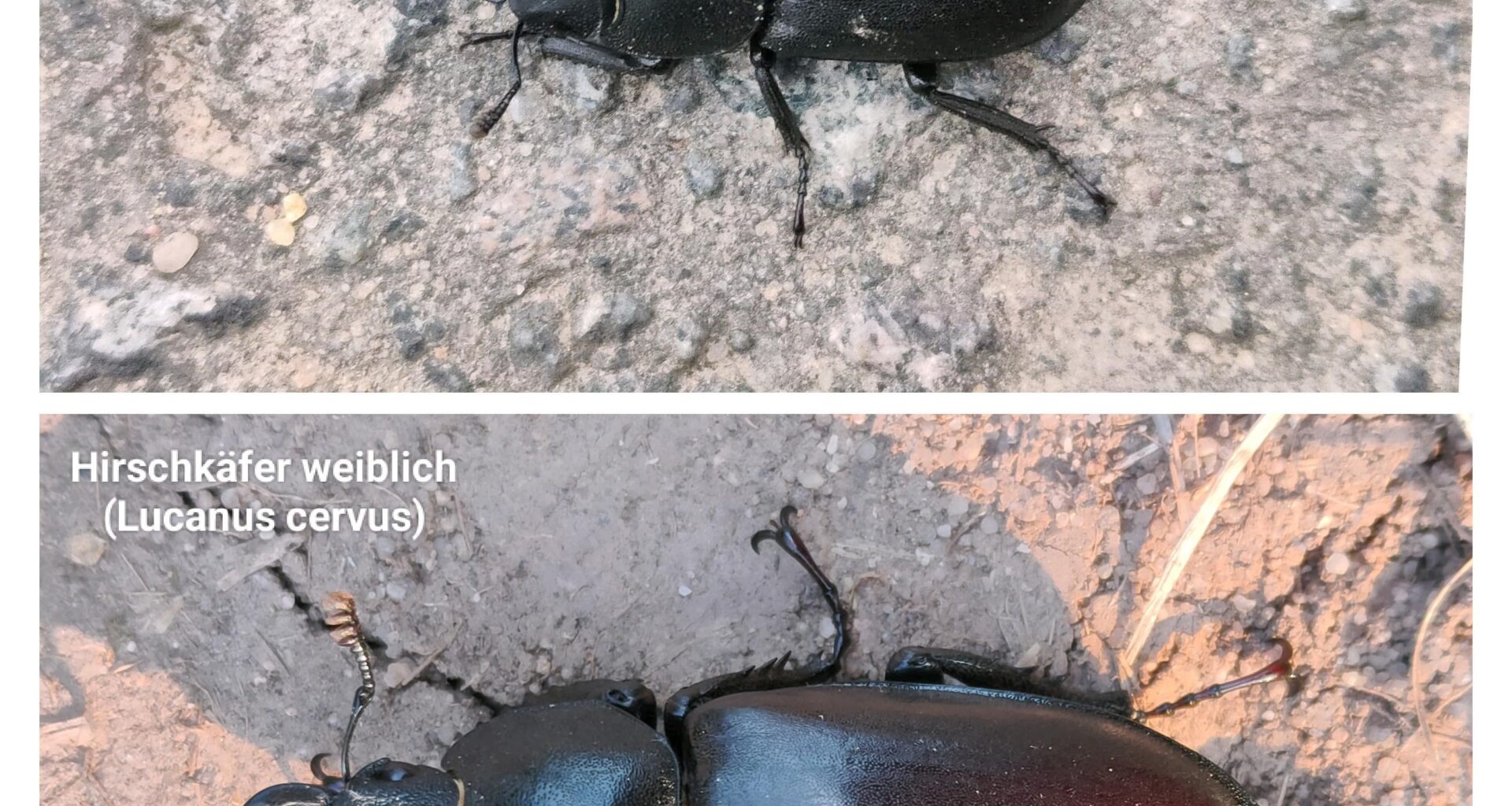 Bestimmunghilfe: Balkenschröter oder Hirschkäferweibchen?