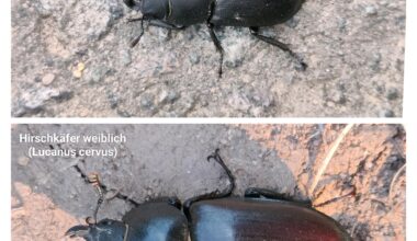 Bestimmunghilfe: Balkenschröter oder Hirschkäferweibchen?