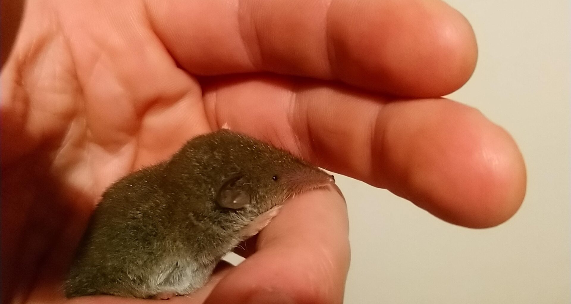 Darf ich Franz vorstellen? Er hat noch keine Zähne und ist beinahe blind - auf dem Heimweg wortwörtlich mutterseelen-allein aufgefunden und muss gefüttert werden. Nur wie? 💙
