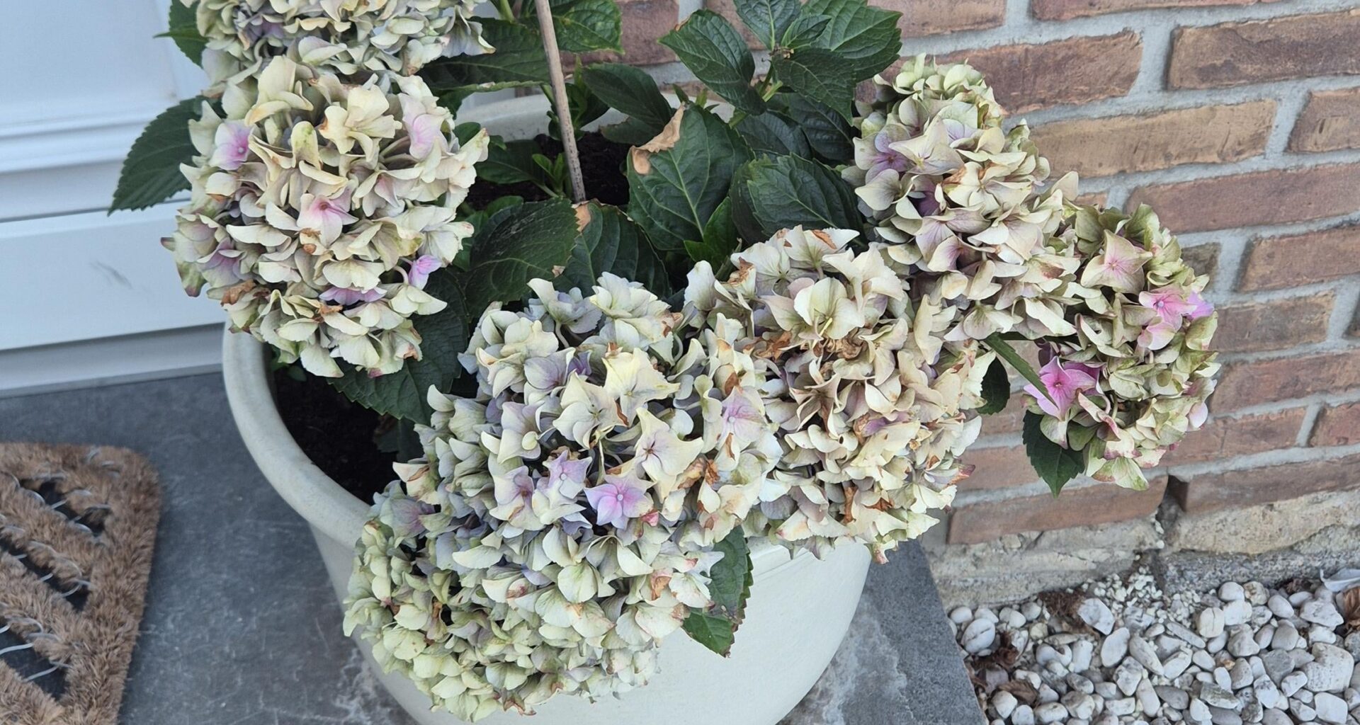 Warum wird meine ehemals blaue Hortensie grün?
