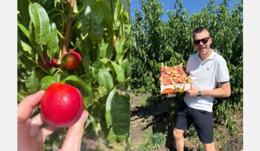 "We see strong potential for Moldovan fruit in the specialty segment and the German market"